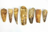 Lot: to Bargain Spinosaurus Teeth - Pieces #141595-1